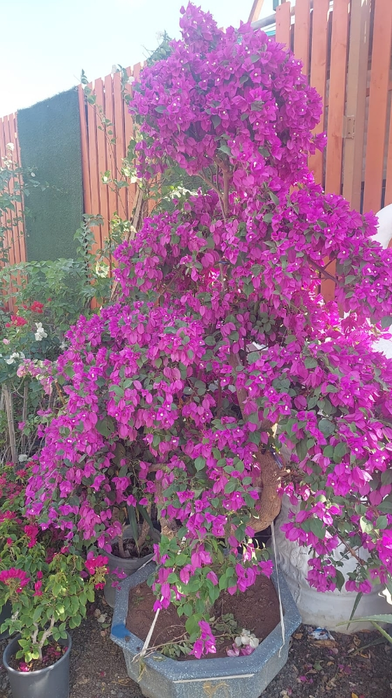 زراعه الجوهنميه - 6