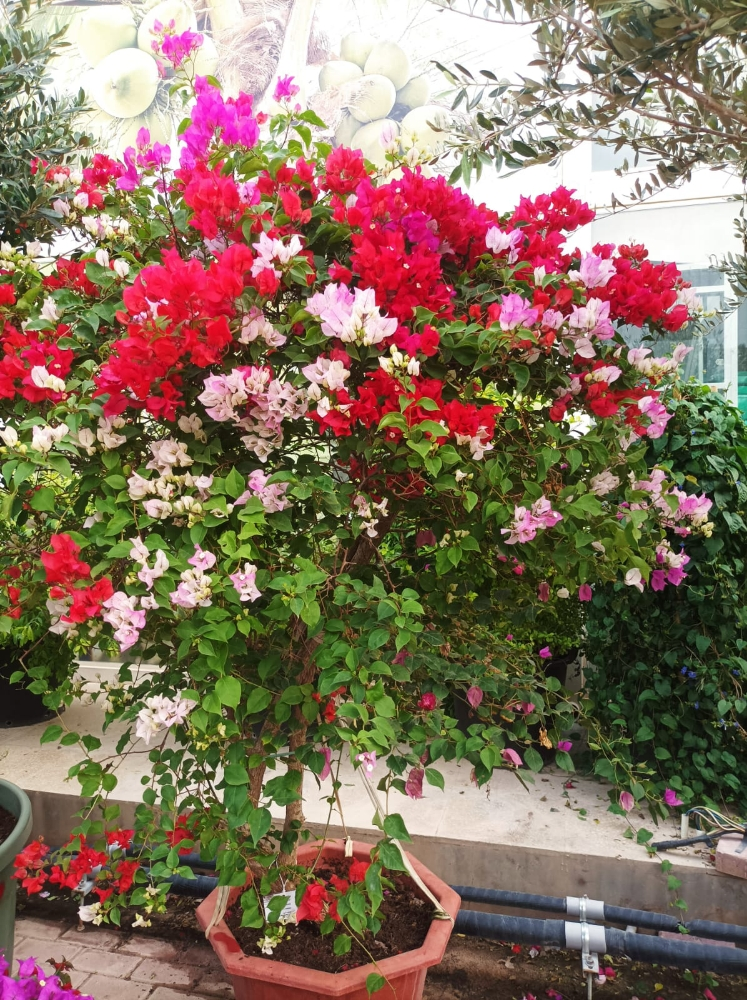 زراعه الجوهنميه - 3