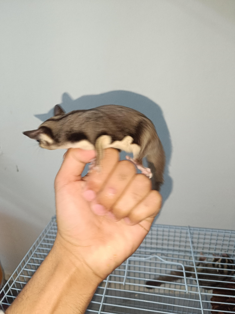cute sugar glider - 1