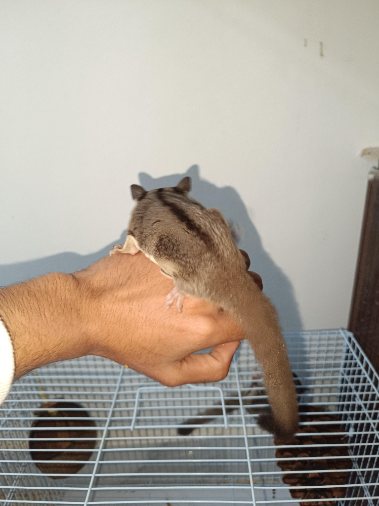 cute sugar glider - 2