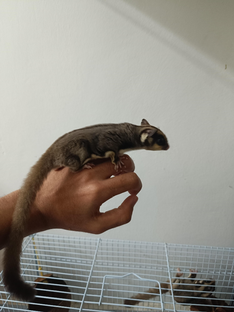 cute sugar glider - 3