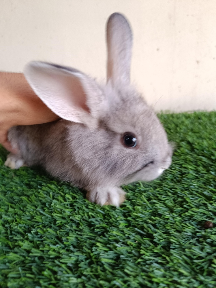 special offer for buny - 3