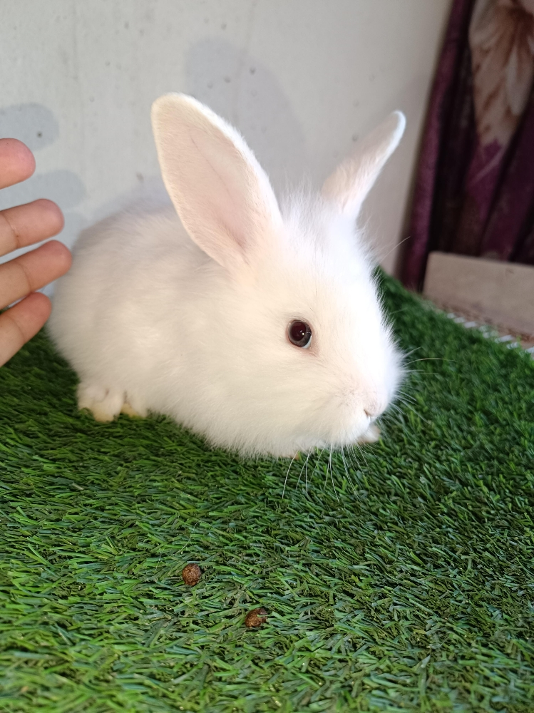 special offer for buny - 2