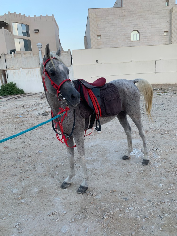 أجار خيل - 2