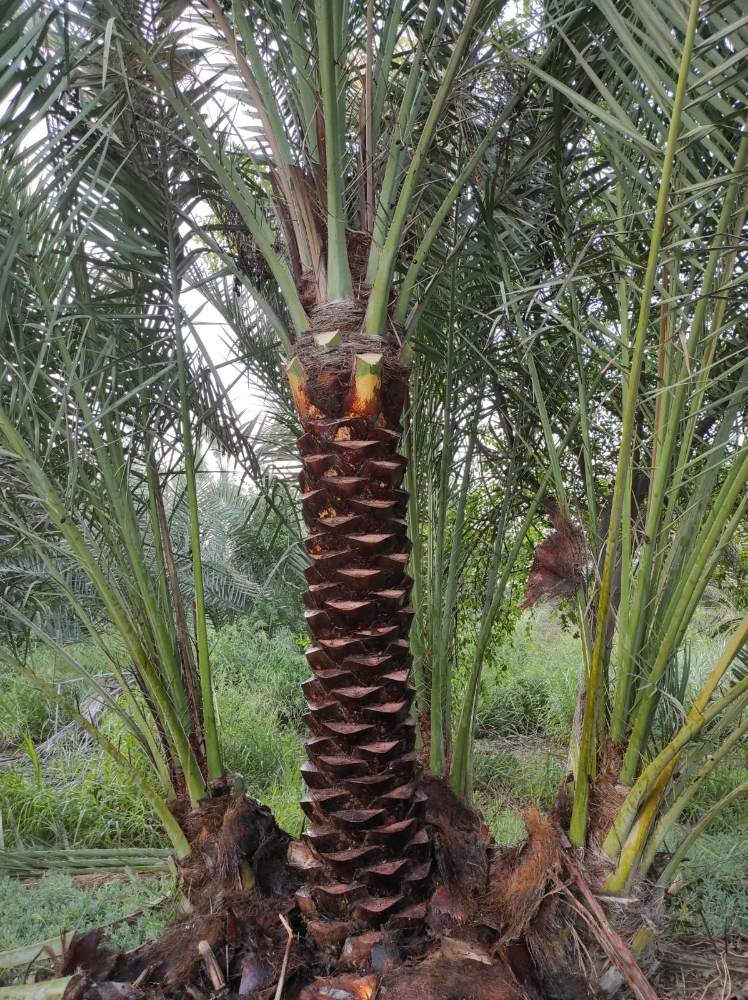 النخيل - 5