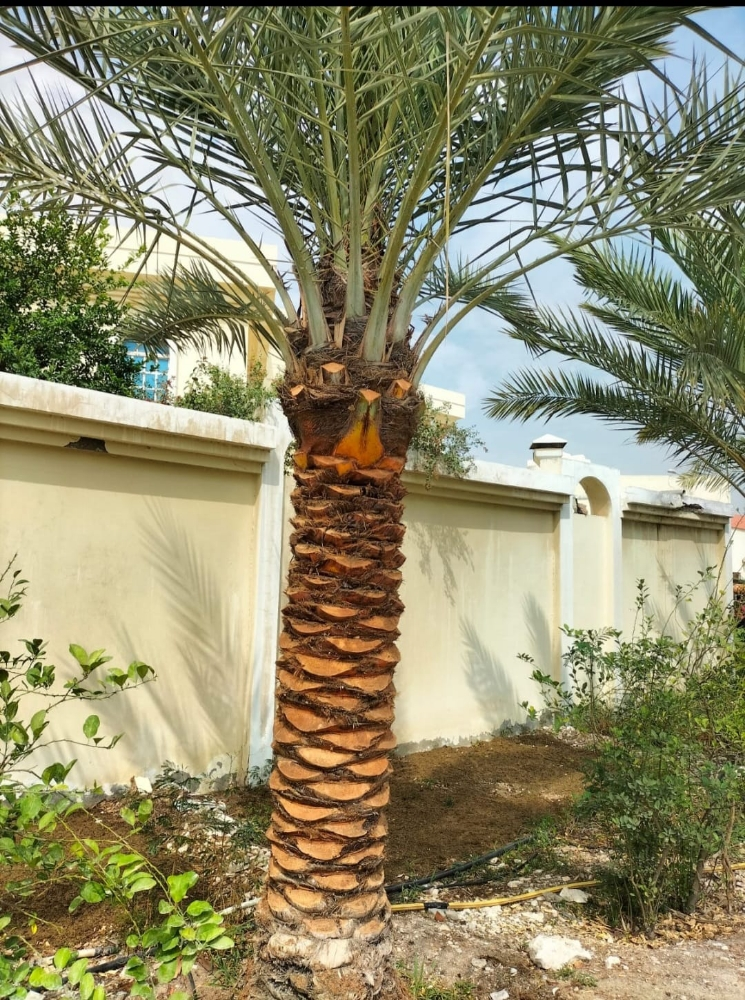النخيل - 2