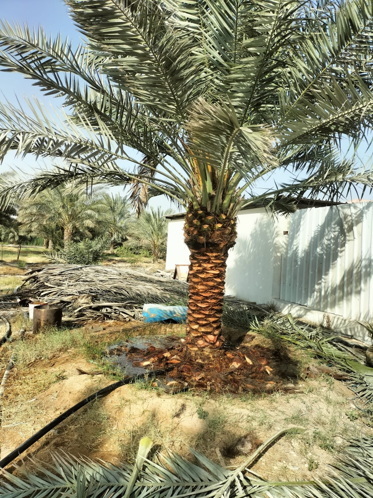 النخيل - 7