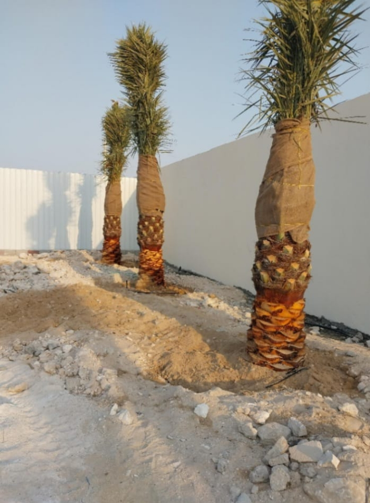 النخيل - 8