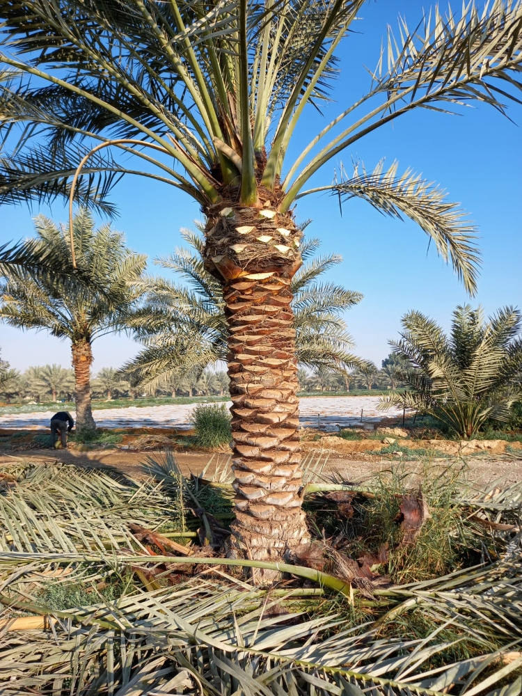 النخيل - 6