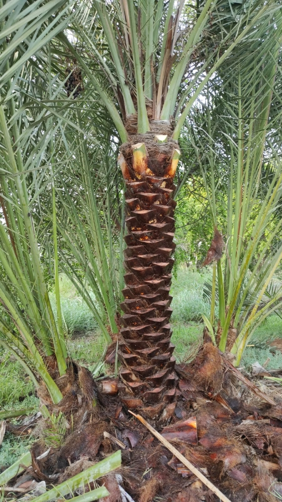 النخيل - 4
