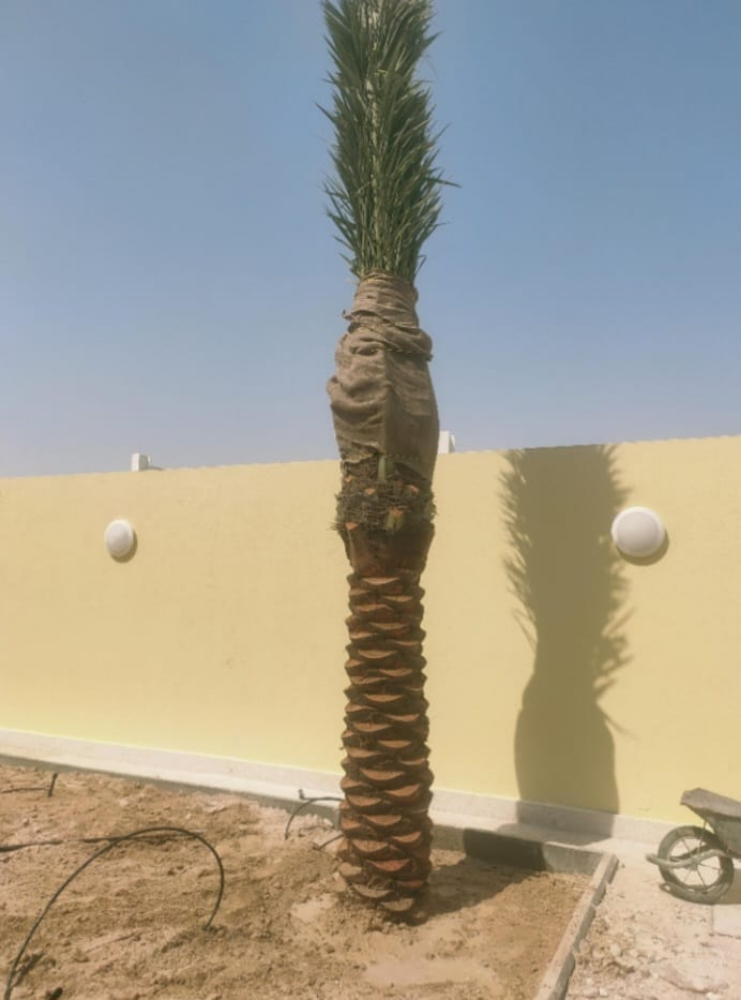 النخيل - 3