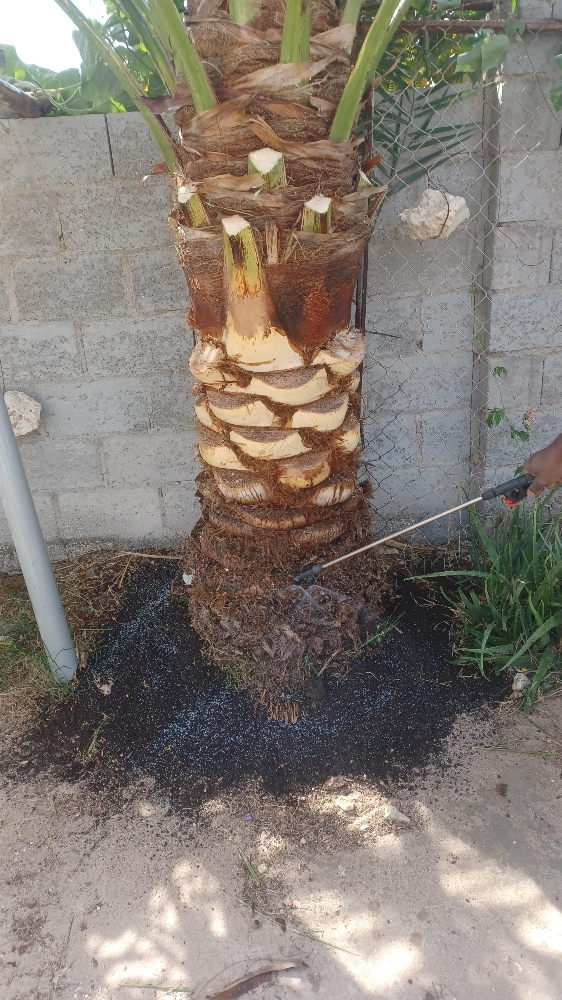 النخيل - 9
