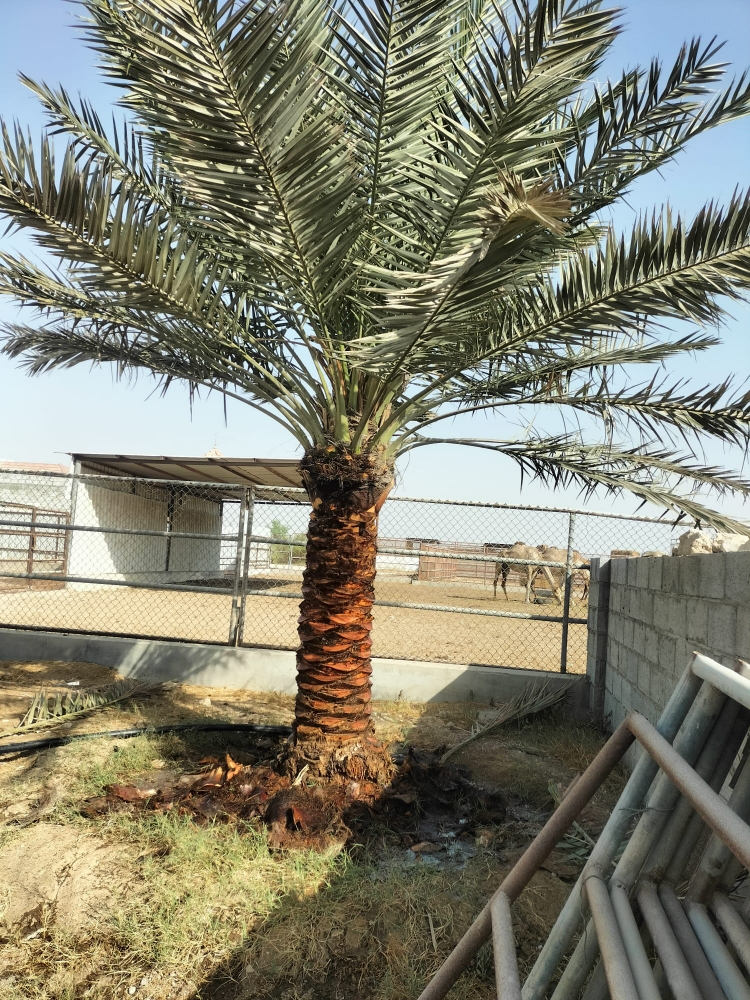 النخيل - 1