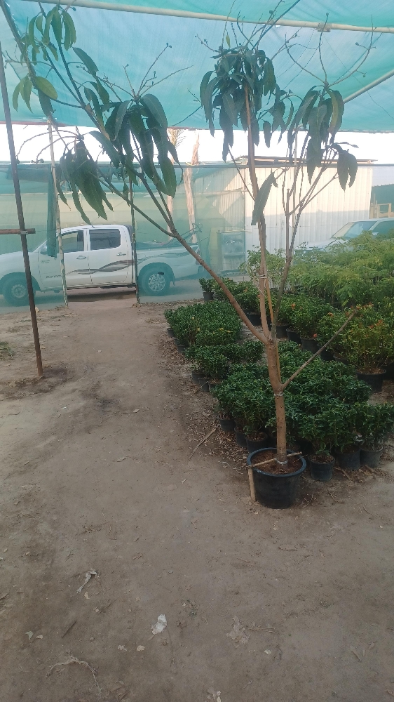 العناية بل الحدايق - 3