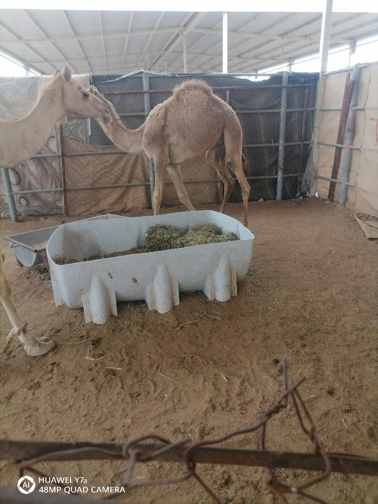 مفرود فل شحم - 1