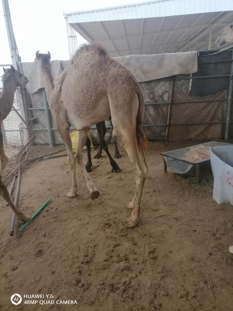 مفرود فل شحم - 2