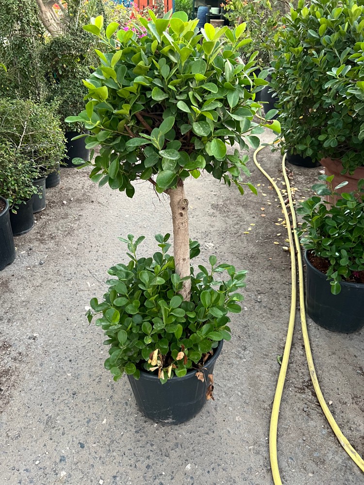 أحواض زراعية - 14