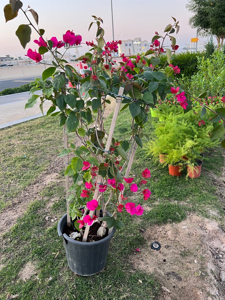 أحواض زراعية - 13