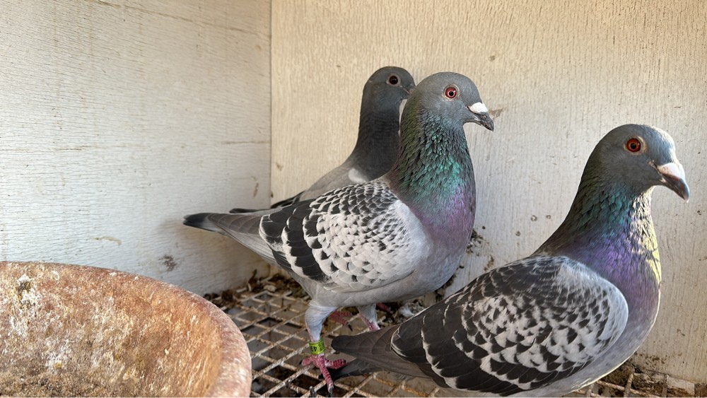 زاجل للسباق والتحدى - 2
