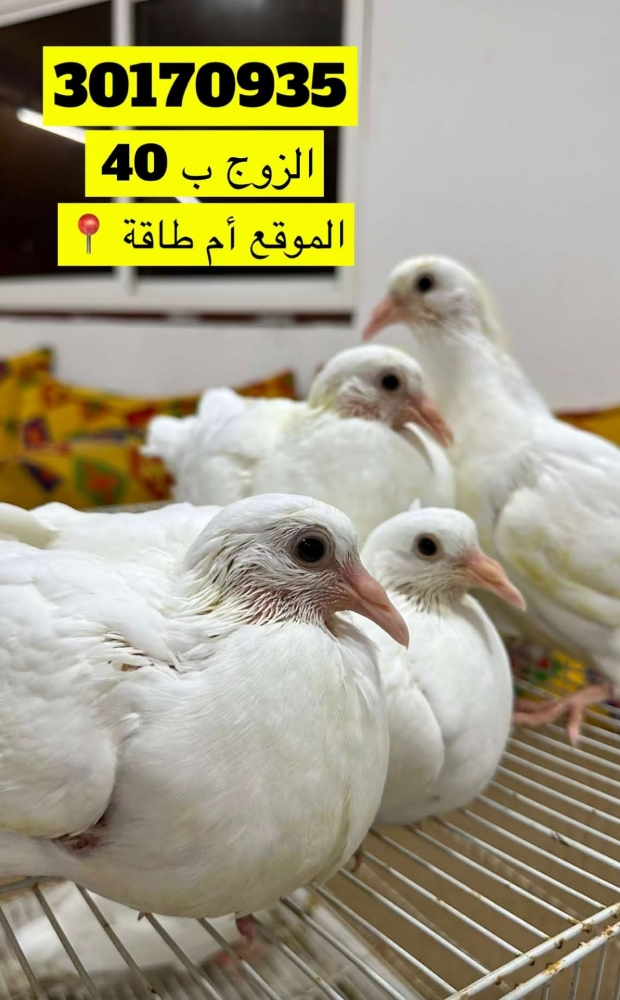 زغاليل فروخ لاحم - 1