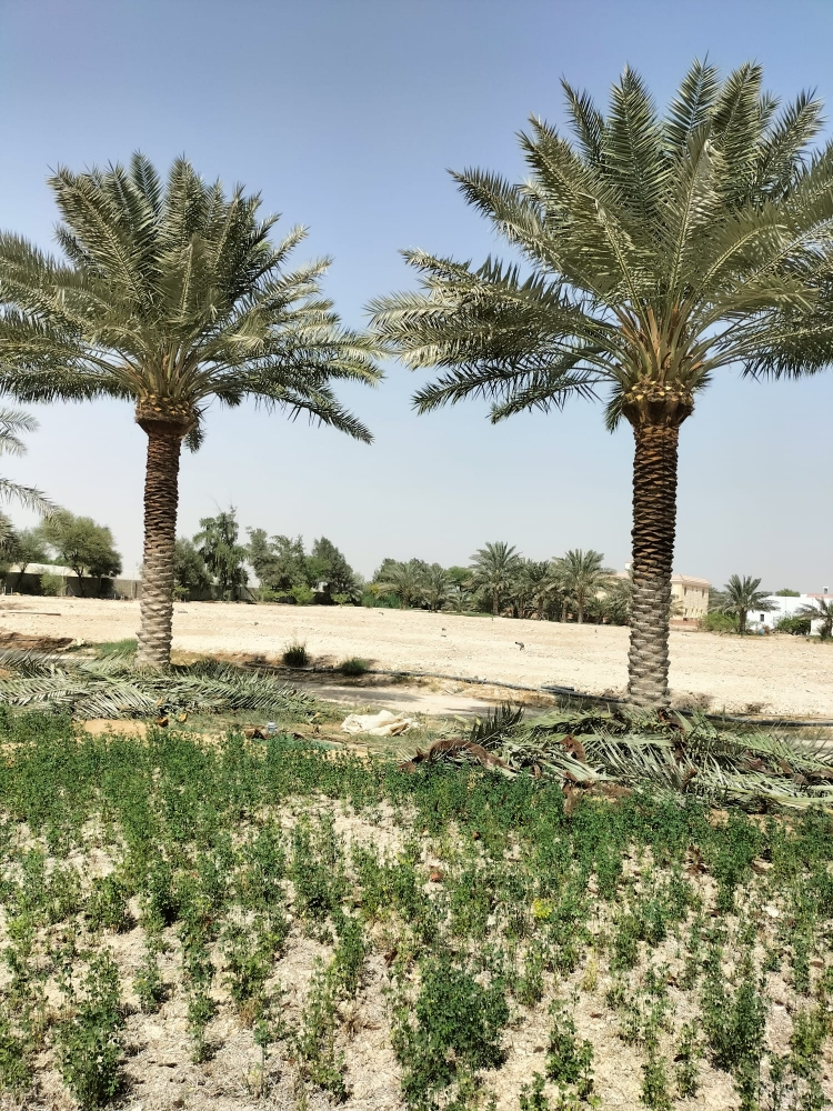 حفر وتوريد وزارعه  النخيل - 2