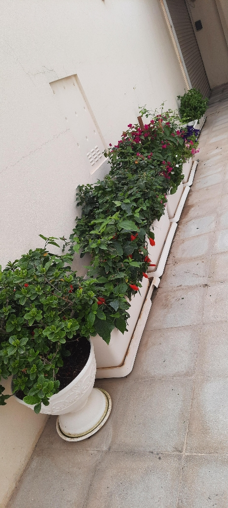 طين مخلوط للزرع - 3