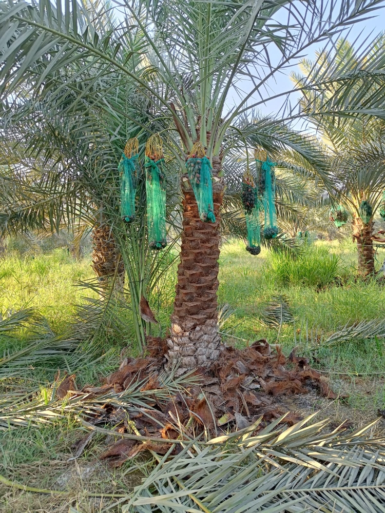 للبيع النخيل - 2