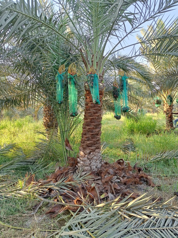 للبيع النخيل - 1