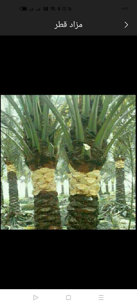 تنظيف النخيل والحديقة - 1