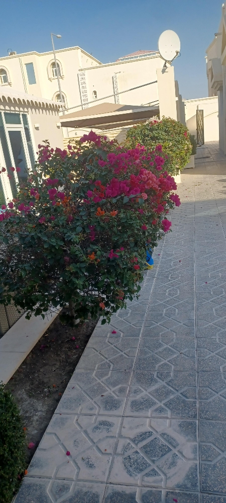 زراعه الورود - 5