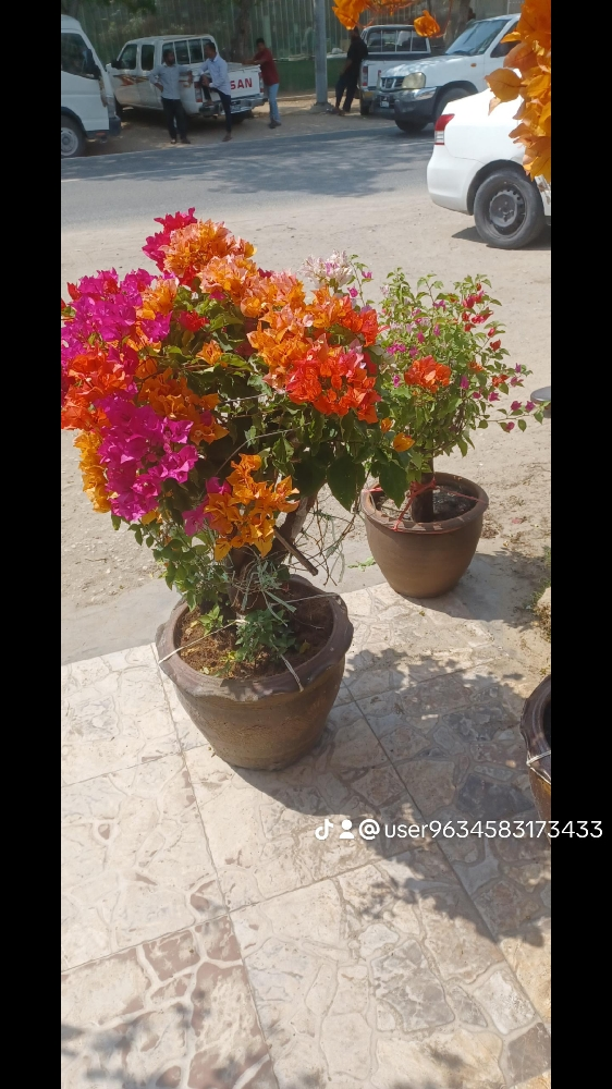 زراعه الورود - 1