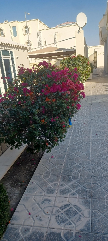 زراعه الورود - 6