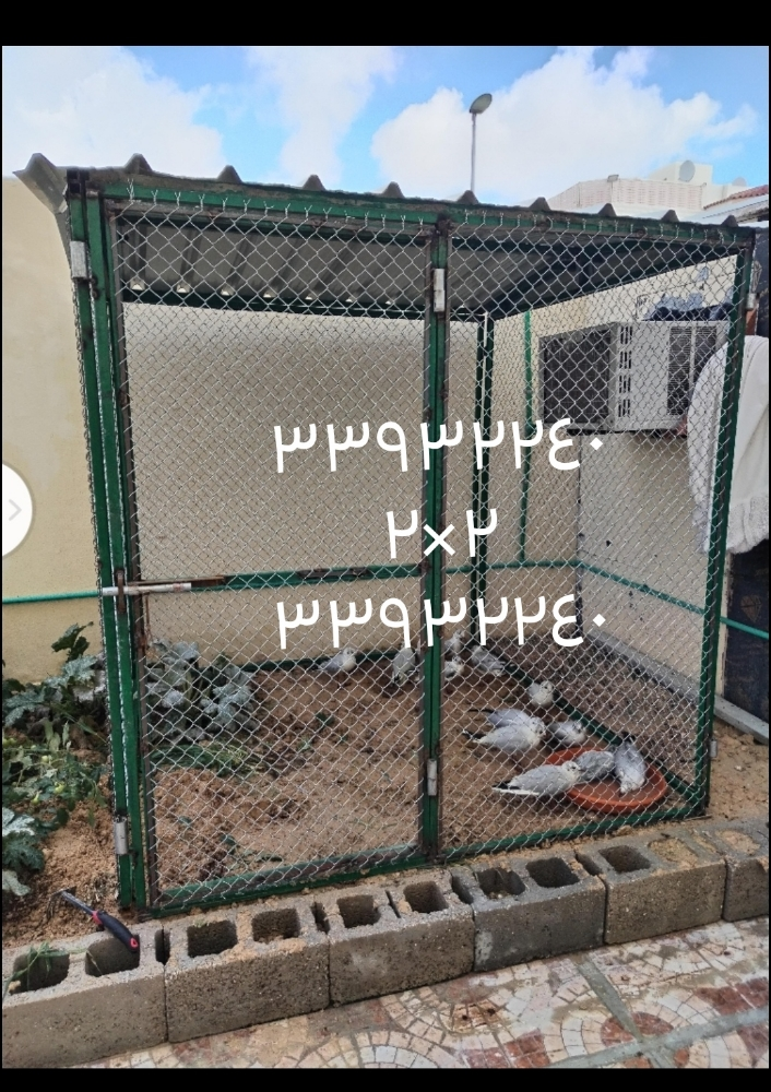 دجاج قفصت٣/٣ - 2