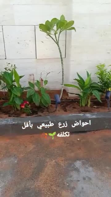 أحواض زرع طبيعي بأقل تكلفة - 1