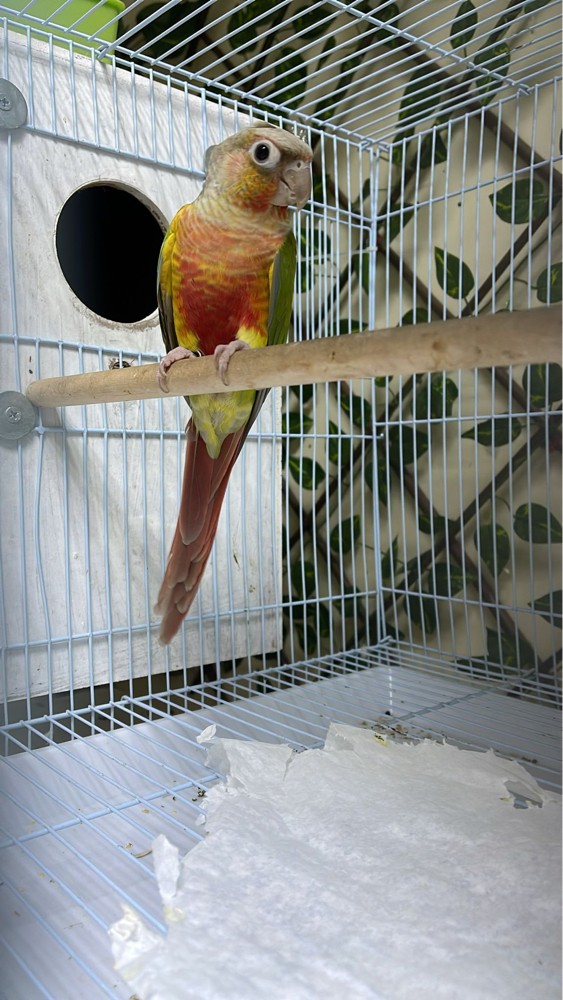 New cage  with 3 levels &new nest - 2