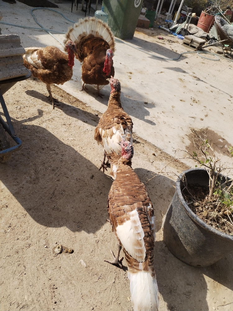 للبيع رومي منتج - 3