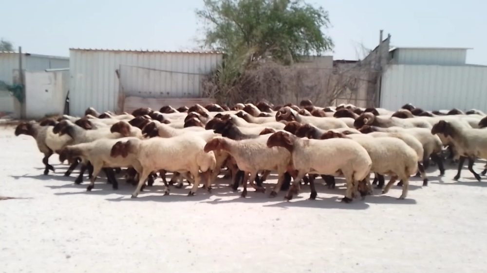 مطلوب غنم مراح - 1