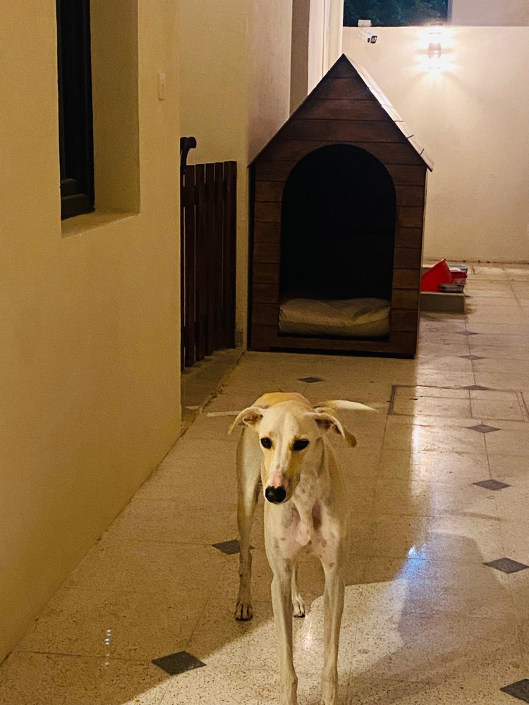 Dog house  - 2