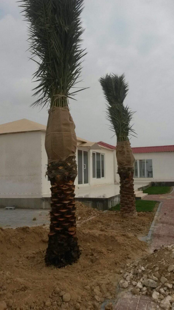 زراعه وديكور - 4