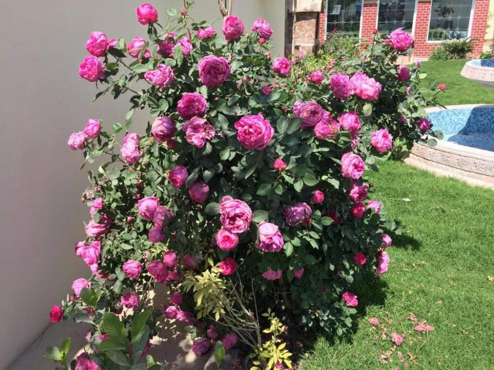 زراعه وديكور - 3