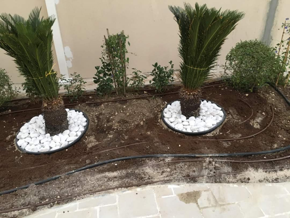 زراعه وديكور - 5