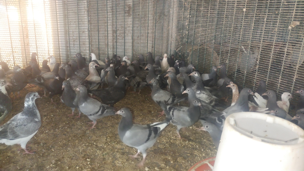 Jhazel chick pigeon - 2