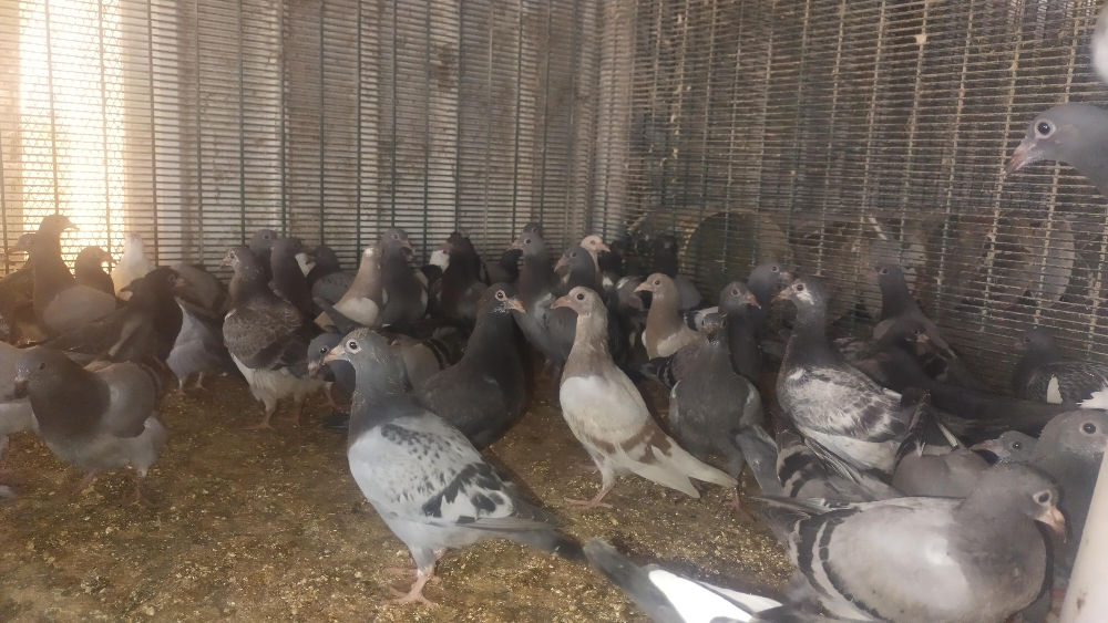 Jhazel chick pigeon - 1