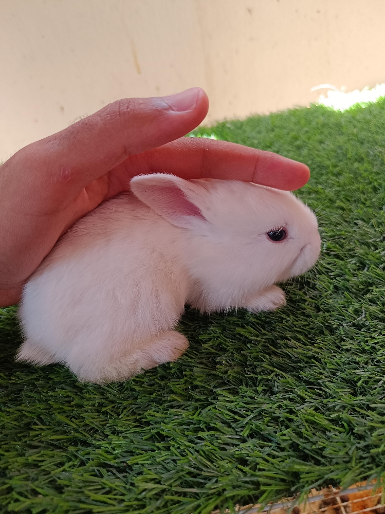 special offer for buny - 4