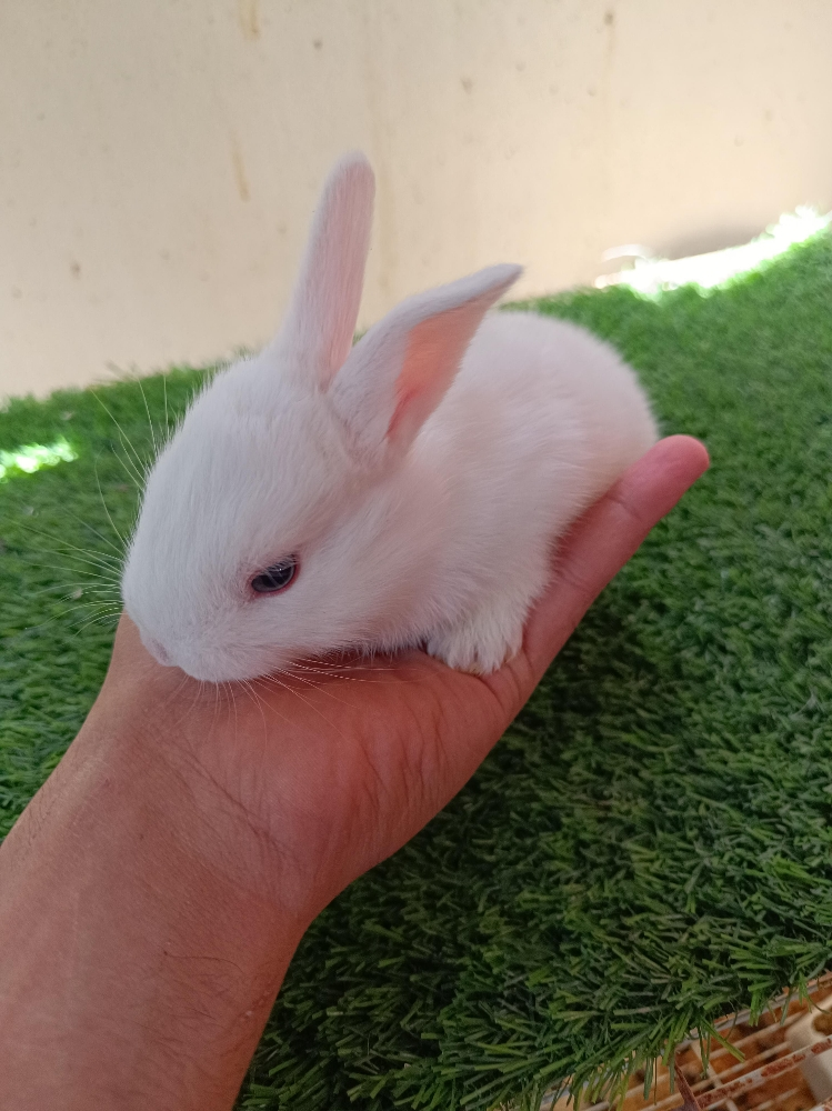 special offer for buny - 5
