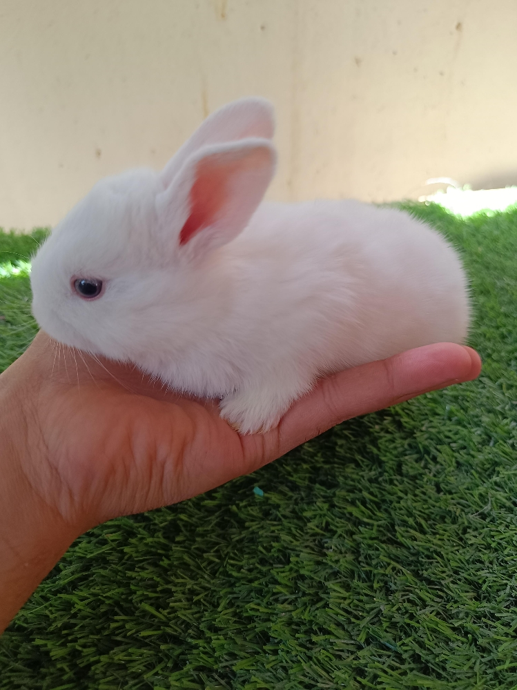 special offer for buny - 6