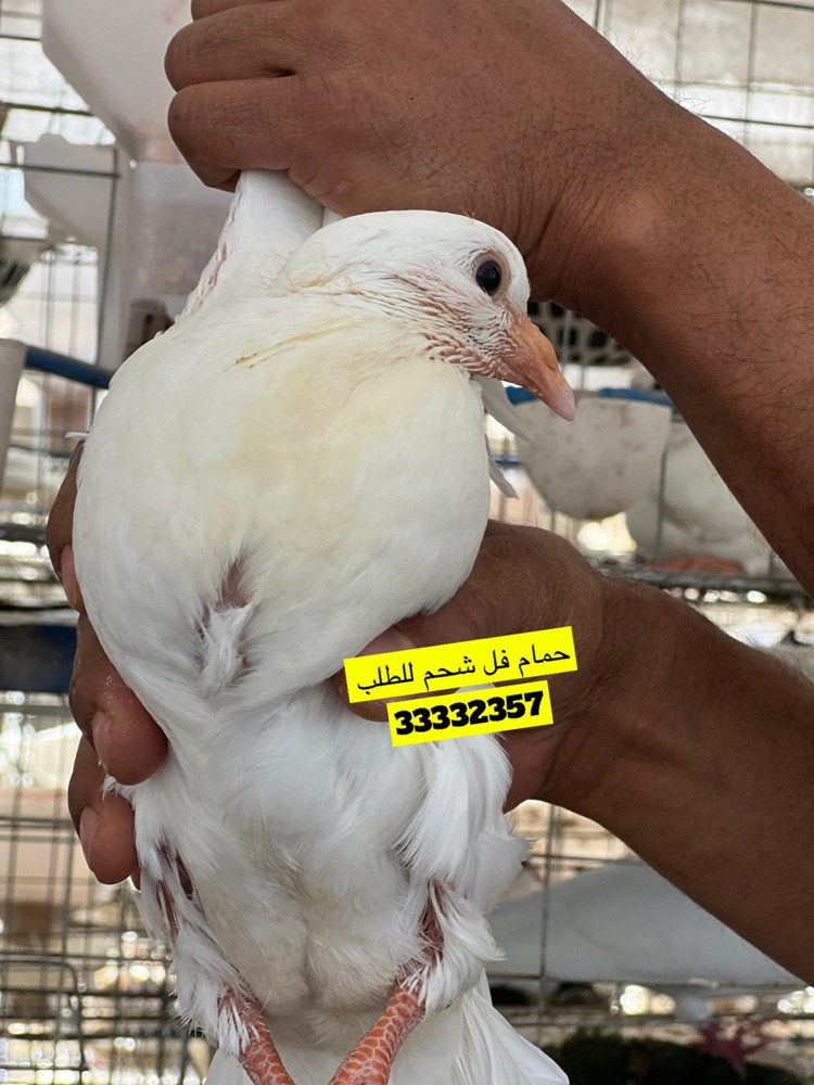 حمام لاحم فرشششش طازج - 1