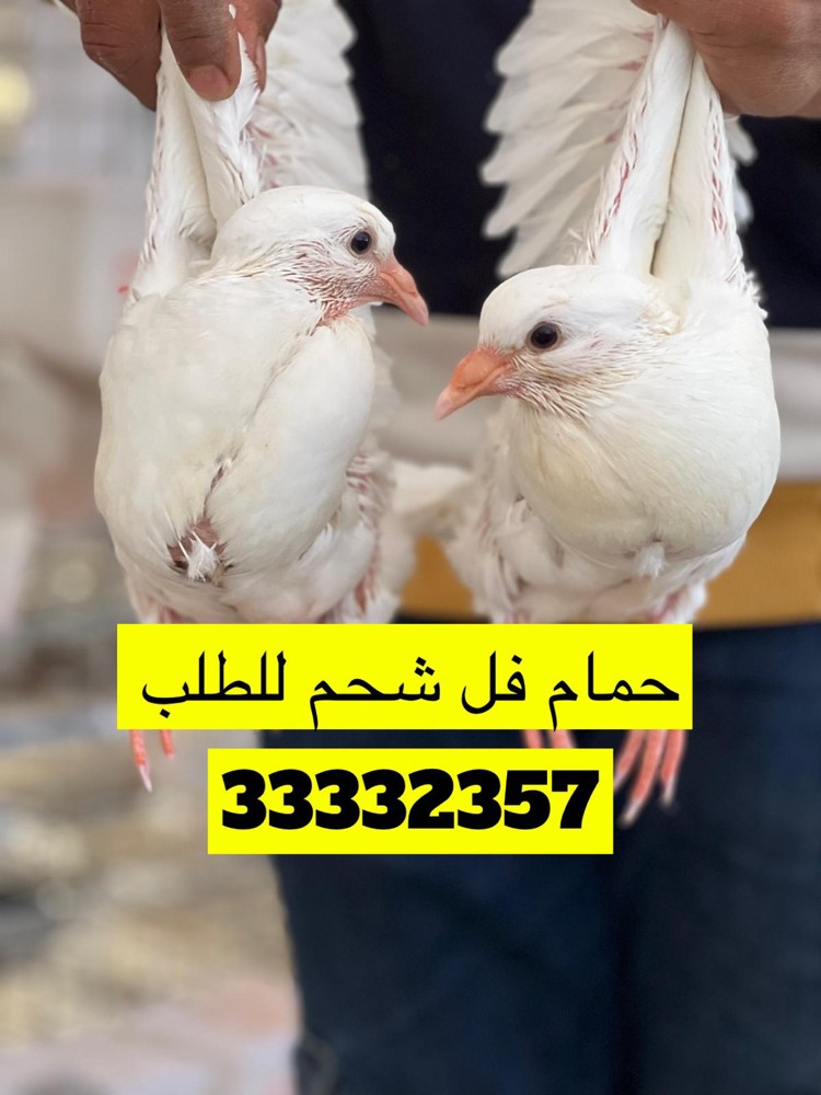 حمام لاحم فل فل شحم لحم  - 1