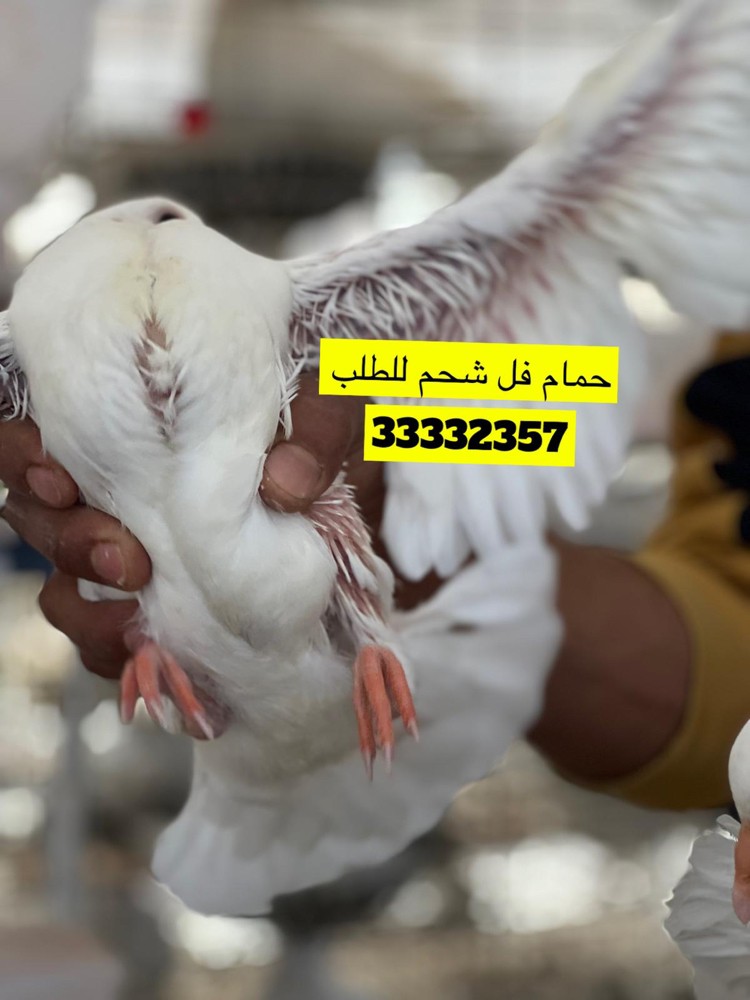 حمام لاحم ششششحم فرشش - 1