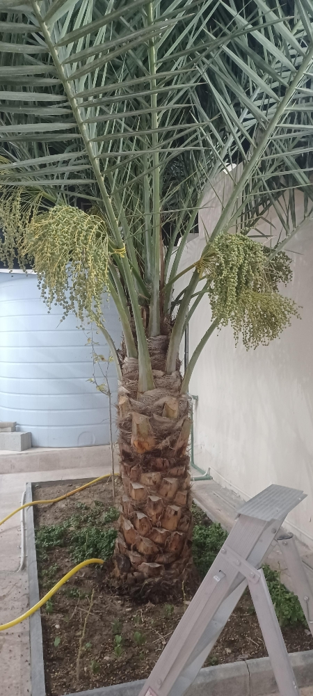 زراعه النخيل - 1
